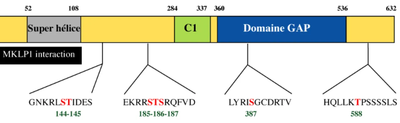 Figure 13 :  Représentation  schématique  de  la  séquence  de  humaine  de  MgcRacGAP