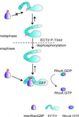 Figure 17 : Modèle de l’association régulée entre la RhoGAP et RhoGEF (MgcRacGAP et ECT2),  via  la  déphosphorylation  de  la  tyrosine  342  d’ECT2