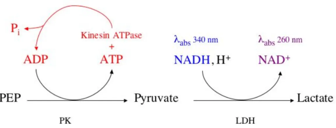 Figure 20 : Schéma réactionnel du test enzymatique couplé. En catalysant l’ATP, la kinésine libère de l’ADP, alors substrat de la pyruvate kinase (PK)