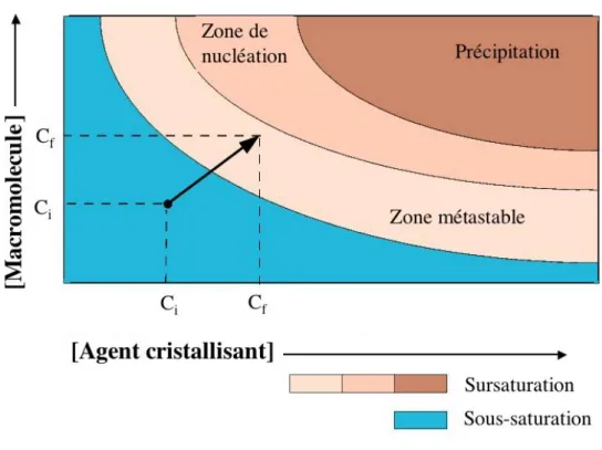 Figure 21 : Représentation schématique d’un diagramme de phase de protéine. La zone de sursaturation est décomposée en trois sous régions : une zone de précipitation amorphe, une région favorable à la nucléation des cristaux et une zone métastable favorisa