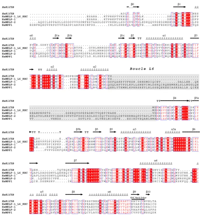 Figure 26 : Alignement de séquences humaines des domaines moteurs de trois kinésines de la sous-famille 6 (MKLP-1, MKLP-2 et MPP1), de la construction mutante MKLP-1 1-449_L6_KHC  et de KIF5B