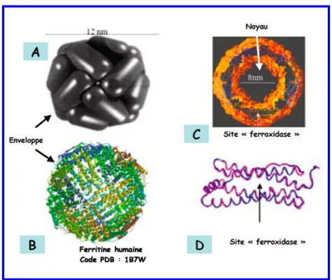 Figure 2 : Structure de la ferritine humaine I. 2. 2. L’hème et les hémoprotéines