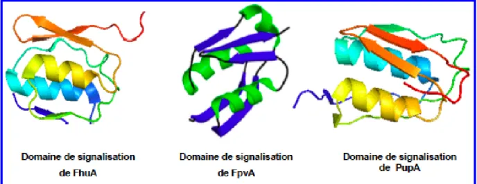 Figure 11 : Structures des domaines de signalisation des RTBDs FhuA, FpvA et PupA