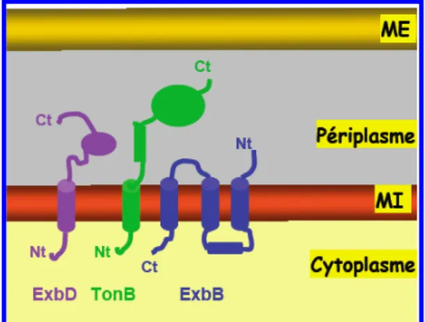 Figure 14 : Représentation schématique de la topologie  transmembranaire  des  trois protéines du complexe TonB-ExbB-ExbD