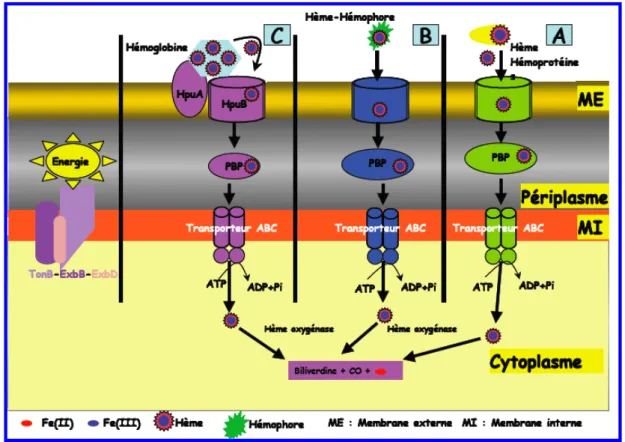 Figure 24 : Systèmes d’acquisition de l’hème chez les bactéries à Gram-négatif