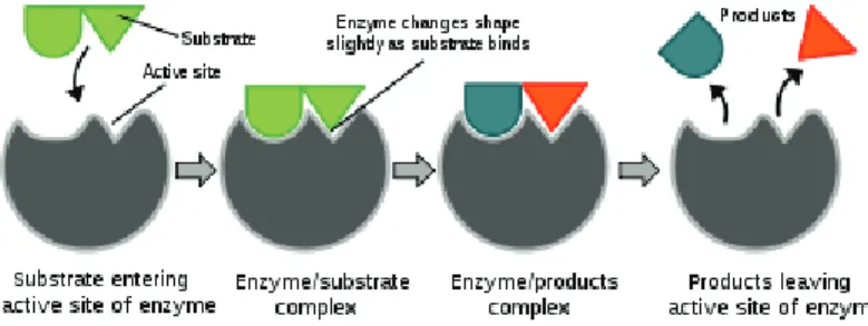 Figure 1.1: Illustration of the catalysis work performed by an enzyme. Source: Wikipedia
