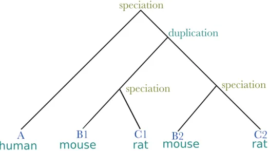 Figure 1.4: Phylogenetic tree involving three species (human, mouse and rat) and ﬁve genes (A,B1,B2,C1,C2)