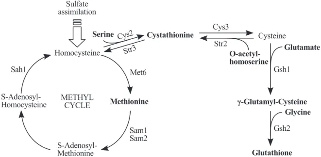 Figure 3.15: Glutathione biosynthetic pathway. Source: Adapted from Figure 1 in Lafaye et al