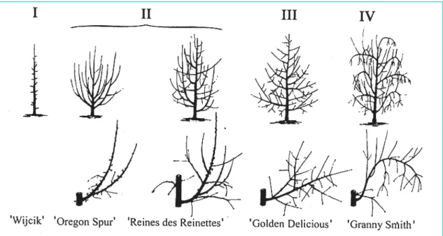 Figure I.6. Classification des principales variétés de pommier en 4 modèles  architecturaux (D’après Lespinasse et Delort, 1986)