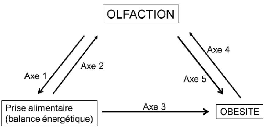 Figure  1.13  Représentation schématique des interactions entre système olfactif, système de régulation de  la prise alimentaire et obésité
