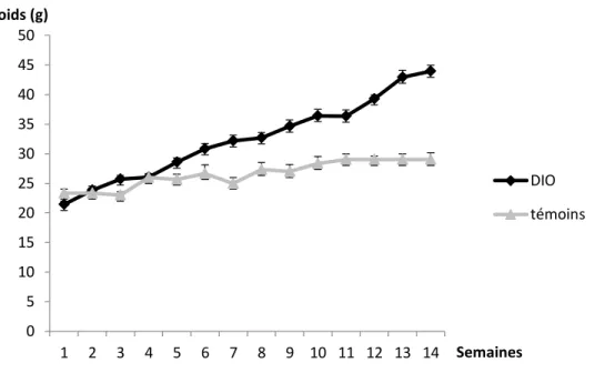 Figure  3.1 :  Comparatif  de  l’évolution  du  poids  de  souris  C57BL6  maintenues  sous  régime  standard  ‘témoins’,  n= 4)  et  de  souris  C57BL6  ayant  reçues  un  régime  230HF  (DIO,  n= 12)  pendant 14 semaines