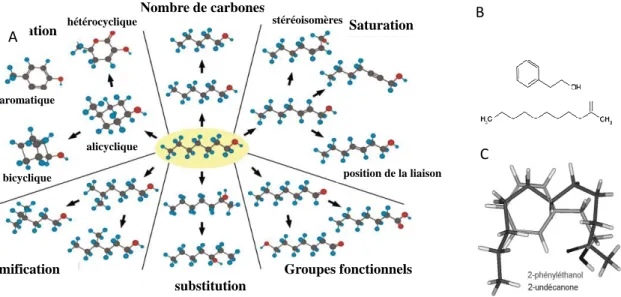 Figure  1.1. Les  molécules  odorantes  diffèrent  par  de  nombreuses  caractéristiques  chimiques