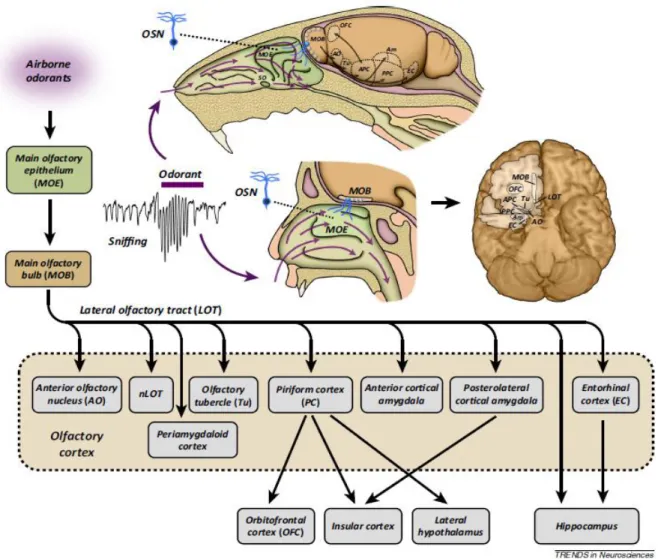 Figure  1.4 Les  principales  voies  neuronales  ascendantes  du  système  olfactif  des  mammifères