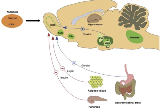 Figure  1.12  Modulation  du  BO  par  voie  hormonale  et  nutritive.  Les  molécules  orexigènes  produites  centralement  et  en  périphérie  (les  orexines  et  la  ghréline,  respectivement),  améliorent  la  sensibilité  olfactive,  alors que les sig