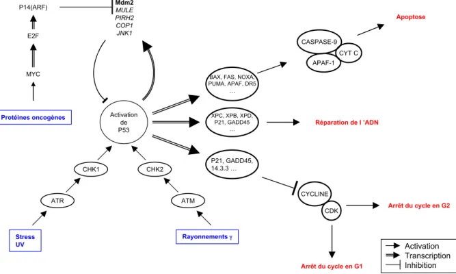 Figure 7 : Activation et régulation de la protéine P53.