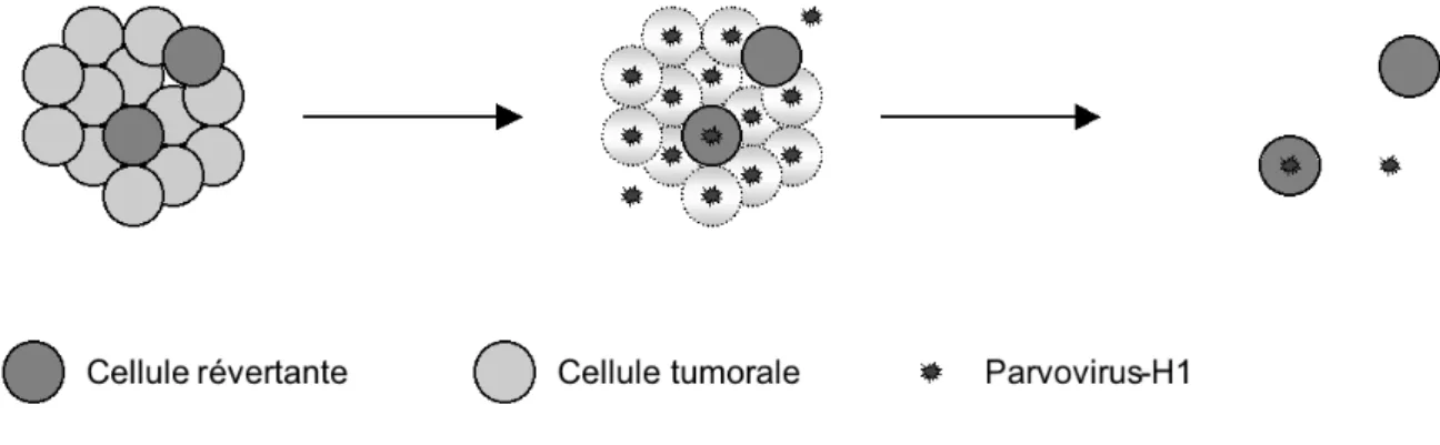 Figure 11 : Isolation de cellules révertantes.