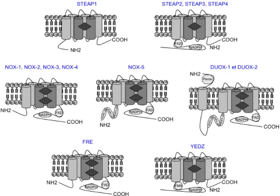 Figure  20 :  Représentation  schématique  de  la  structures  des  protéines  STEAP,  YED-Z, NOX et FRE.