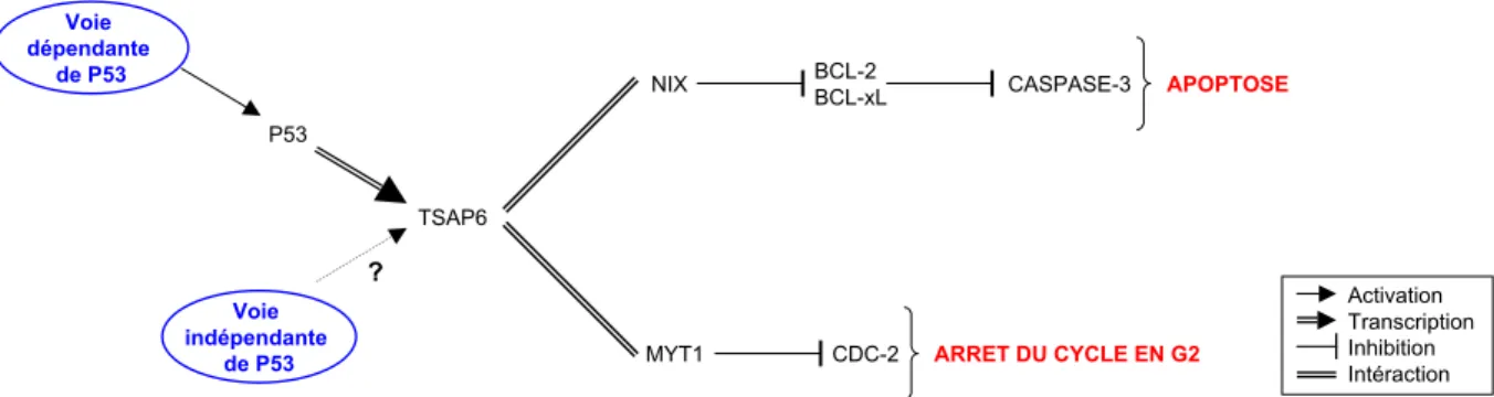 Figure 26 : Rôle de TSAP6 dans l’induction de l’apoptose et l’arrêt du cycle en G2.