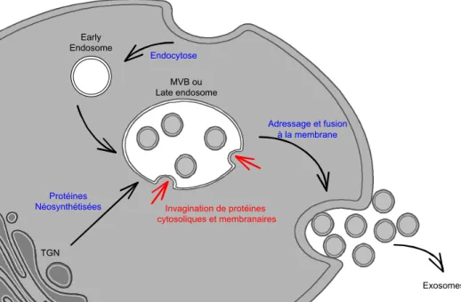Figure 29 : Formation et sécrétion des exosomes.