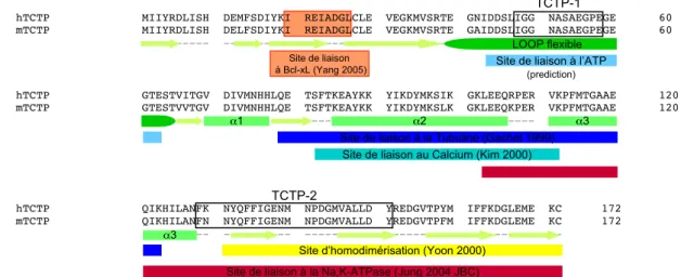Figure 33 : Structure secondaire et localisation des domaines liés aux fonctions de TCTP.
