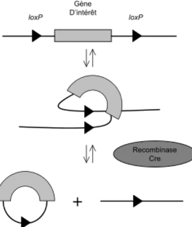Figure  40 :  Principe  de  la  réaction catalysée par la recombinase Cre.