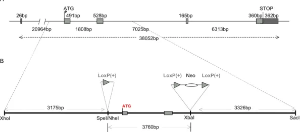 Figure 44 : Structure du gène TSAP6 et construction pour générer les cKO.