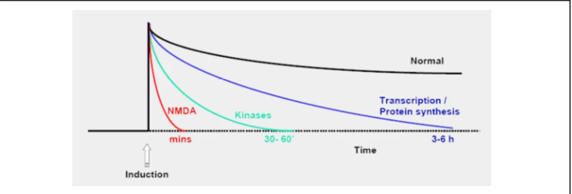 Figure 4.1. Décours temporel de la PLT après une stimulation tétanique (courbe noire)