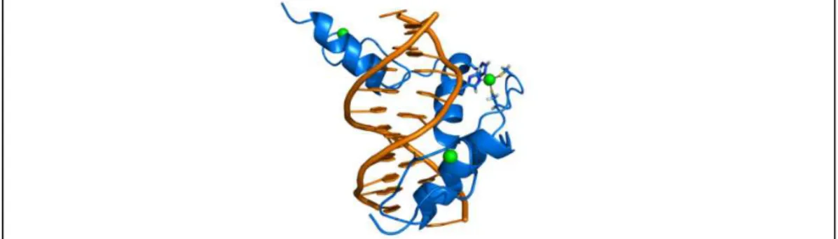 Figure 4.3. Représentation de l’interaction de zif268 avec l’ADN. La liaison de zif268 à l’ADN  se fait par l’intermédiaire de trois doigts de zinc, tout comme les autres facteurs de transcription de  la famille Egr