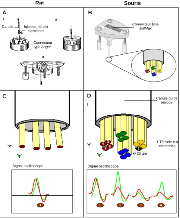 Figure  5.1.  A.  Etapes  de  la  construction  d’un  plot  /  micro-descendeur  d’électrodes