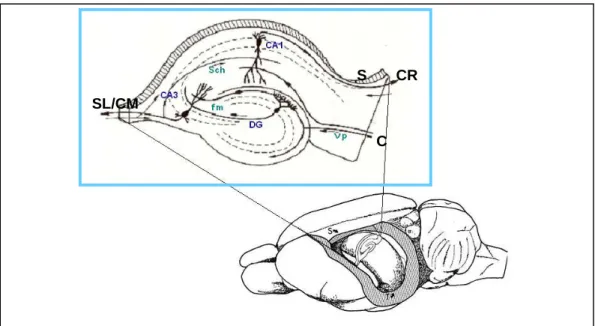 Figure  1.2.  Coupe  de  l’hippocampe  de  rat  montrant  l’organisation  architectonique  et  la  connectivité  intrinsèque  (circuit  tri-synaptique :  vp  pour  voie  perforante,   fm  pour  fibres  moussues,  Sch  pour collatérale de Schaffer)