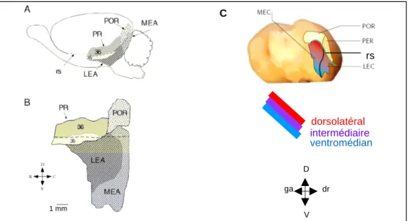 Figure 1.4. Anatomie du cortex entorhinal du cerveau de rat. A. Vue latérale :  POR, cortex  postrhinal ;  PR  (=PER)  le  cortex  périrhinal  inclut  les  aires  de  Brodmann 35  et  36 ;  rs,  scissure  rhinale ;  MEA,  cortex  entorhinal  médian ;  LEA,