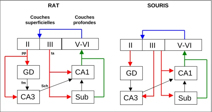 Figure 1.9. Schéma comparant les relations cortex entorhinal / hippocampe entre le rat et la  souris