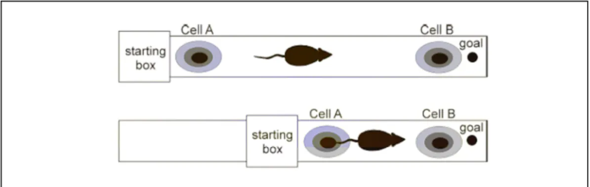 Figure 2.6. Schéma représentant les résultats de Gothard et al. (1996). Les rats sont entraînés à  faire des aller-retour entre une boîte de départ et une coupelle de nourriture (goal) sur un couloir