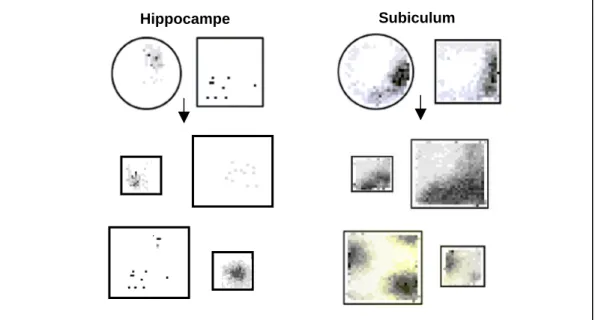 Figure  2.20.  Effet  d’un  changement  d’environnement  sur  les  champs  d’activité  des  cellules  du subiculum et de l’hippocampe