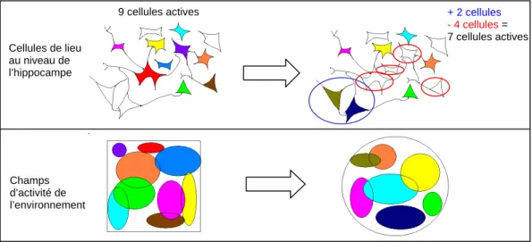 Figure  3.5.  Schéma  de  synthèse  d’une  population  de  cellules  de  lieu  de  l’hippocampe  (en  haut) et de leur champ d’activité correspondant (en bas) lors d’un « remapping » global