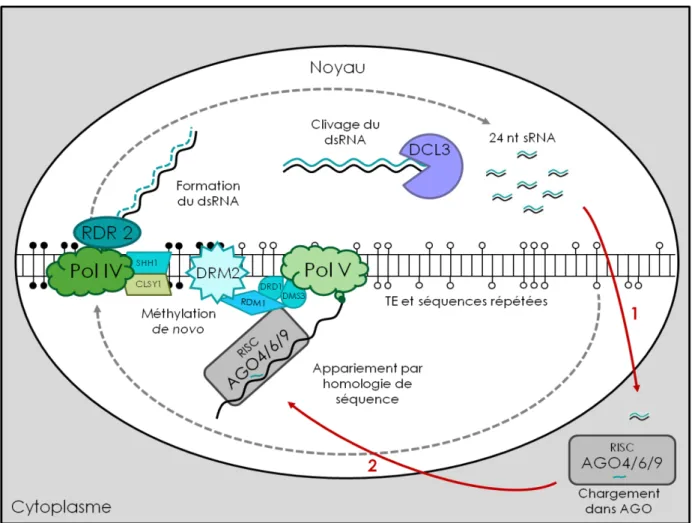 Figure 1.10 : Modèle de la voie du RdDM chez les plantes. L’établissement du RdDM implique  la transcription des éléments transposables (TE) et des séquences répétées en ARN non  codants et simple brin par la Polymérase IV (Pol IV)