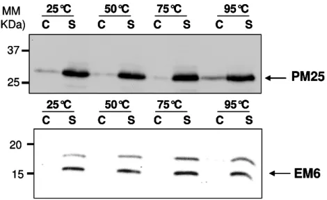 Figure 1.6: Analyse par western blot de la solubilité à la chaleur de PM25 et EM6 