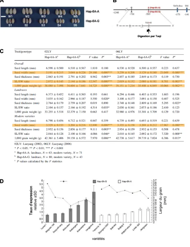 Figure 47 : Un polymorphisme dans le promoteur de TaGW2-A est associé avec la taille et au poids du grain dans un panel d’accessions chinoises de blé tendre (d’après Su et al, 2011)