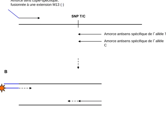 Figure  49  :  Schéma  représentatif  du  principe  de  génotypage  des  SNP  avec  des  amorces  «  extension  M13  »: 