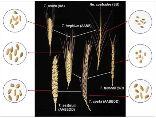 Figure 5 : Relations phylogénétiques entre le blé tendre (T. aestivum) et ses ancêtres sauvages (d’après Shewry, 2009)