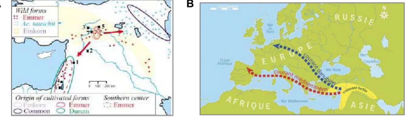 Figure 4 : Origines (A) et expansion du blé vers l’Europe occidentale suivant la diffusion du néolithique (B)