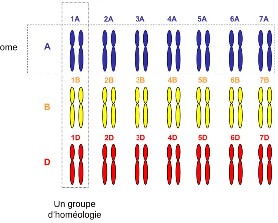 Figure 6 : Organisation du génome hexaploïde du blé tendre.  Ce génome comprend 21 chromosomes intégrant les  trois génomes homéologues A, B et D, issus de chaque ancêtre