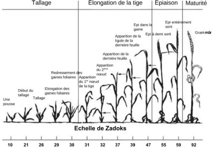 Figure 8 : Echelle de Zadoks décrivant le cycle de développement du blé (d’après Zadoks et al, 1974)