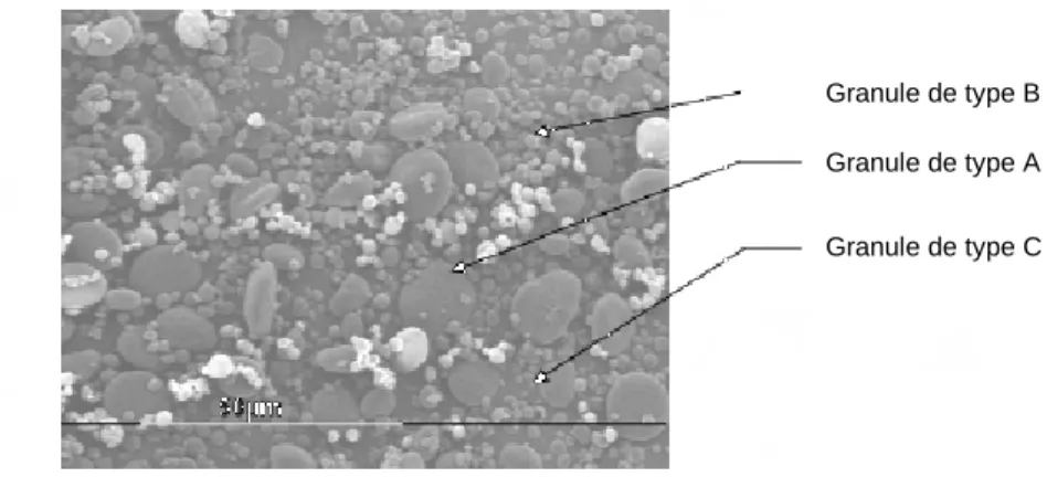Figure 16 : Observation en microscopie électronique à balayage de granules d’amidon de blé tendre