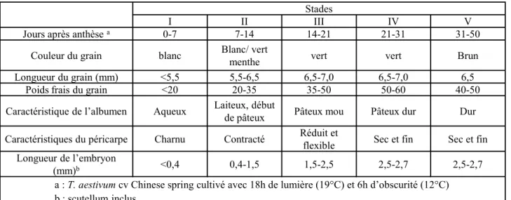 Figure 17 : Evolutions des masses fraîche et sèche de grains de blé tendre, cultivar Hereward (d’après Shewry  et al, 2012)