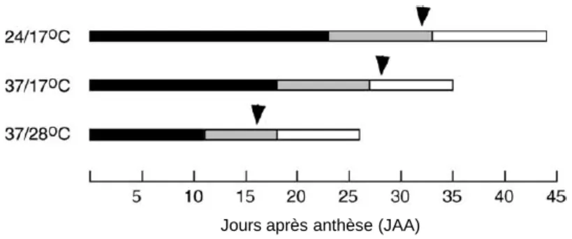 Figure 23 : Durées de développement de grain de blé de plants cultivés sous trois conditions de température, de  l’anthèse jusqu’à maturité (d’après Dupont et Altenbach, 2003)