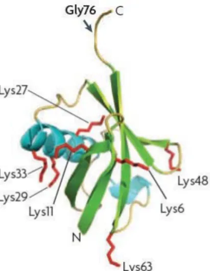 Figure 28 : Structure tridimensionnelle de l’ubiquitine (d’après Vierstra, 2009).  N : extrêmité N-terminale ; C :  extrêmité C-terminale