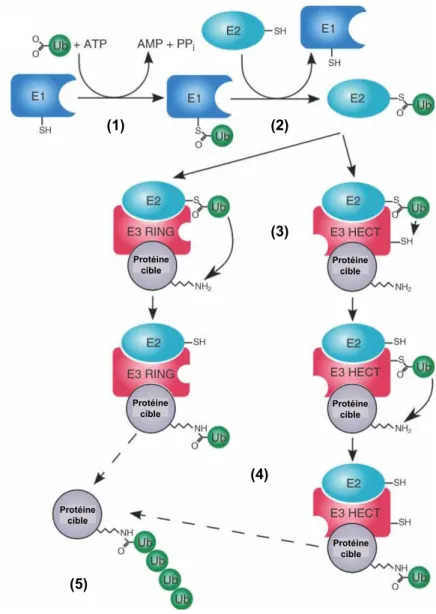 Figure  29  :  Représentation  schématique  simplifiée  de  la  réaction  d’ubiquitination  (d’après  Brooks,  2010)