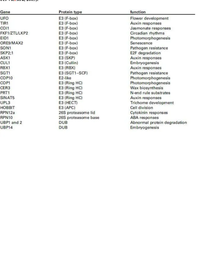 Tableau 4 : Exemples de la fonction de gènes de la voie UPS, dans le développement d’Arabidopsis thaliana (d’après Vierstra, 2003).