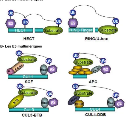 Figure 34 : Les différents types de E3 ligases (d’après Liu et al, 2012).  Les HECT, les RING et les U-box sont des  E3 monomériques ; tandis que les CRLs sont des E3 multimériques
